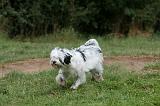 TERRIER DU TIBET 259